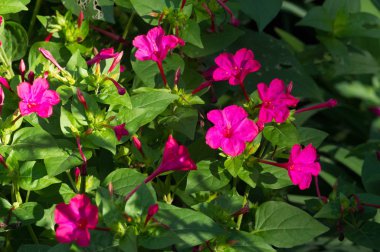 Mirabilis jalapa, Peru mucizesi veya dört saatlik bir çiçek, Mirabilis bitkinin en yaygın süs türüdür ve çeşitli renklerde mevcuttur. Mirabilis jalapa Aztekler yetiştirilen