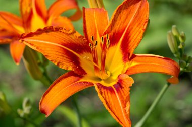 Lilium üyeleri gerçek zambaklar, büyük, belirgin çiçekleri olan, ampullerden büyüyen bir bitki cinsidir. Zambaklar önemli bir çiçek açan bitkidir. 