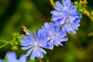 Blue cornflower 'ın ABD, Kanada, İngiltere ve Avustralya' daki popülaritesi o kadar yüksekti ki Corning Glass Works 'ün bir sembolü haline geldi..