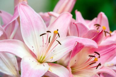 Zambak zambakları Lily - Çiçekler büyük, genellikle hoş kokulu ve beyaz, sarı, portakal, pembe, kırmızı ve mor gibi çok çeşitli renklerde sunulurlar. İşaretleme noktalar ve fırça darbelerini içerir.