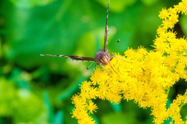 Solidago, yaygın olarak altın tozu olarak bilinir, geleneksel bir böbrek toniğinde, iltihabı önlemek için bitkisel ilaç uzmanları tarafından kullanılır. Kelebek Vanessa Atalanta, Kızıl Amiral.