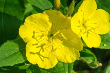 Oenothera Meksika ve Orta Amerika kökenli olabilir. Bazı Oenothera bitkilerinin yenilebilir parçaları vardır. O. biennis köklerinin genç bitkilerde yenilebildiği bildirilmiştir..