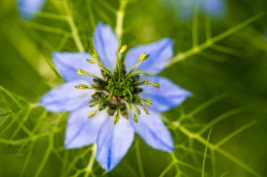 Nigella, sisin içinde aşkı, çalılıklarda büyüyen şeytanı da içeren bir bitki türü. Nigella Damascena bahçeleri, Elizabeth 'ten beri İngiliz bahçelerinde yetişiyor.