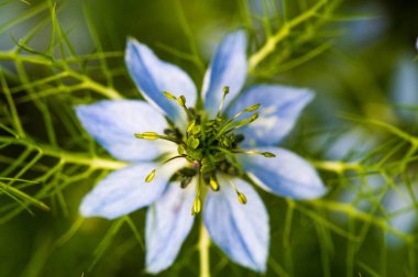 Nigella, sisin içinde aşkı, çalılıklarda büyüyen şeytanı da içeren bir bitki türü. Nigella Damascena bahçeleri, Elizabeth 'ten beri İngiliz bahçelerinde yetişiyor.