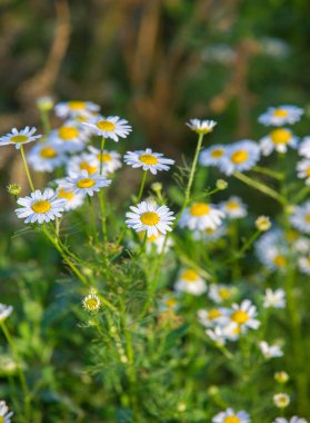 Papatya çiçekleri. papatya, papatya tekerleği, papatya zinciri, papatya. Çiçekler gibi beyaz ve sarı papatya ile aromatik bir Avrupa bitki,.