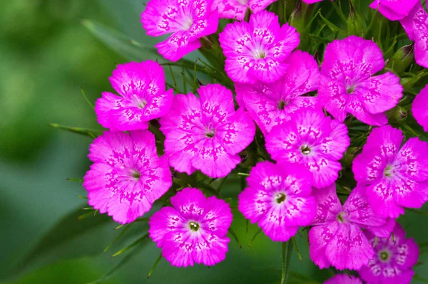 Λουλούδια Alyssum Είναι Χαρακτηριστικά Μικρά Και Ομαδοποιούνται Ομάδες Τερματικών Σταθμών — Φωτογραφία Αρχείου