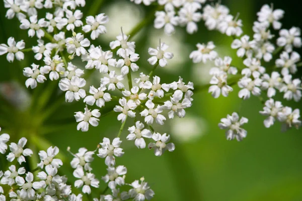 Aegopodium Das Bekannteste Mitglied Ist Die Aegopodium Podagraria Der Auch — Stockfoto