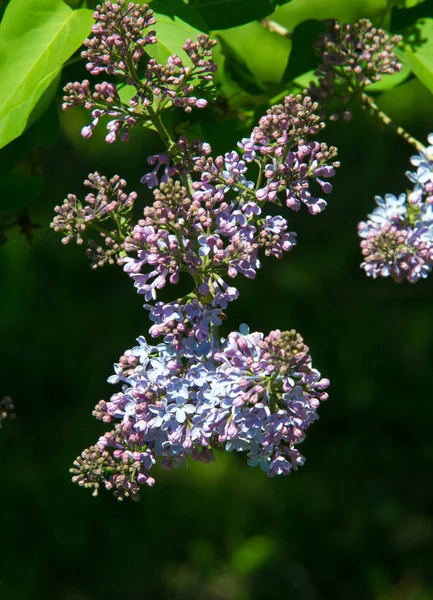 Syringa Lila Soorten Van Bloeiende Houtachtige Planten Olijffamilie Afkomstig Uit — Stockfoto