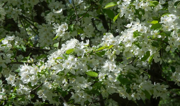 Apple Flowers, Apple blossom. in the sunshine over natural green background.  tree white blossoms in Spring.