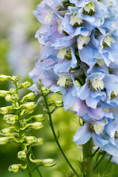 Delphinium Genus 300 Species Perennial Flowering Plants Family Ranunculaceae Native — Stock Photo, Image