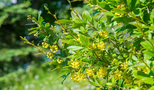 ベルベリス ヴァルガリス Berberis Valgaris ヨーロッパの大麦または単に大麦で ベルベリス属の低木である 食用のブティ酸果実を生産する 多くの国で栽培されています — ストック写真