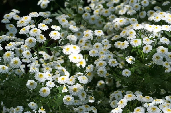 Achillea Ptarmica Cheezewort Cheezeweed Bastard Pellitory European Pellitory Fair Maid — стоковое фото