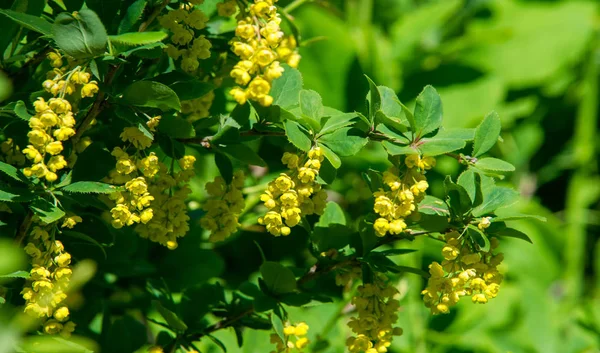 Berberis Vulgaris Berberiler Berberis Vulgaris Familyasından Bir Böğürtlen Türü Yenilebilir — Stok fotoğraf