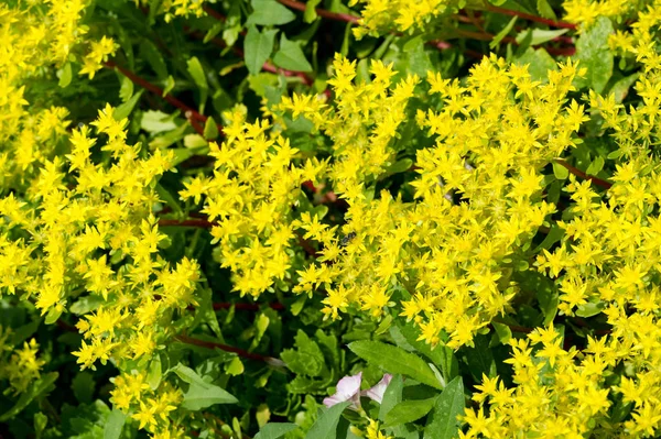 Sedum Telephium Muitas Vezes Chamado Hylotelephium Telephium Orpine Livelong Sapo — Fotografia de Stock