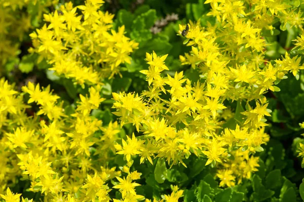 Sedum Telephium Muitas Vezes Chamado Hylotelephium Telephium Orpine Livelong Sapo — Fotografia de Stock