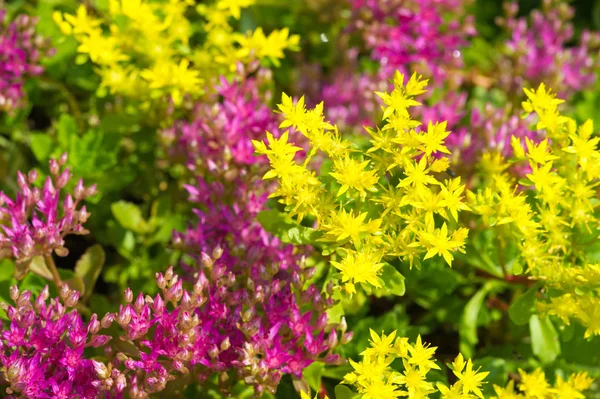 Sedum Telephium Často Nazývané Hylotelephium Telephium Orpine Livelong Žabí Žaludek — Stock fotografie