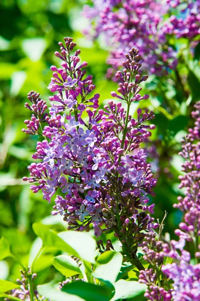 Syringa Lilac Species Flowering Woody Plants Olive Family Native Woodland — Stock Photo, Image