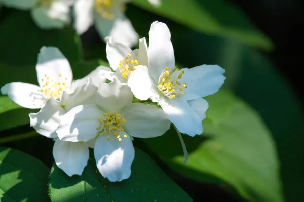 Philadelphus Named Mock Orange Reference Flowers Which Wild Species Look — Stock Photo, Image