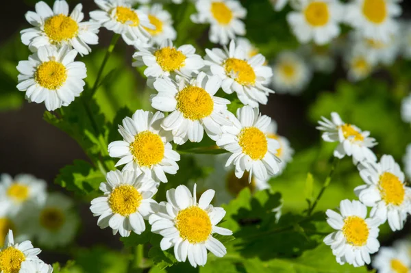 Kamille Extract Van Italiaanse Kamille Matricaria Recutita Wordt Beschouwd Als — Stockfoto