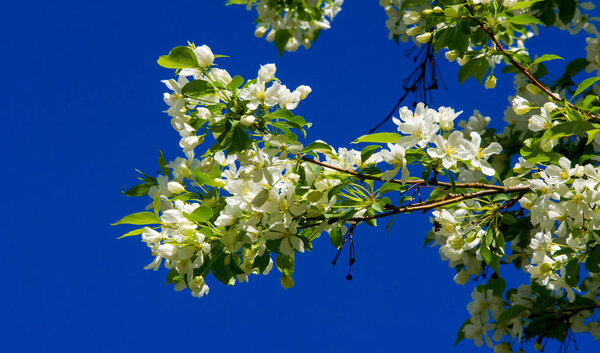 Apple Flowers, Apple blossom. in the sunshine over natural green background.  tree white blossoms in Spring.