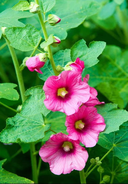 Althaea Officinalis Veya Marsh Mallow Otçullukta Kökten Yapılan Süs Bitkilerinde — Stok fotoğraf