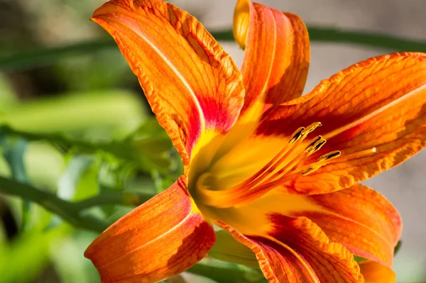 Liliom Tagjai Amelyek Igazi Liliomok Egy Nemzetség Lágyszárú Virágzó Növények — Stock Fotó