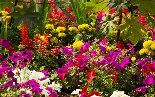 Boeket Bloemen Een Prachtig Gearrangeerd Bos Bloemen Vooral Een Gepresenteerd — Stockfoto