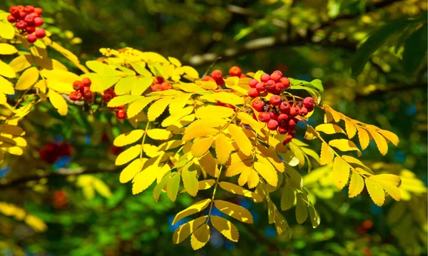 Herbstliche Landschaftsfotografie Eberesche Voller Schönheit Beleuchtet Von Den Farben Des — Stockfoto