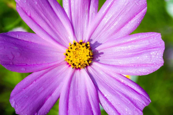 Flowers Cosmos Native Scrub Meadows Mexico Most Species Found Well — Stock Photo, Image