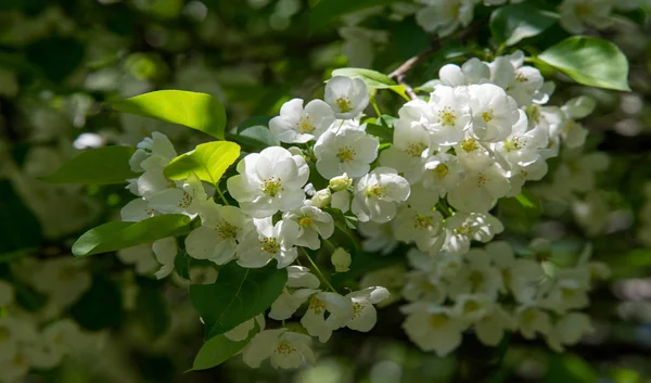 Fleurs Pomme Fleur Pomme Soleil Sur Fond Vert Naturel Les — Photo