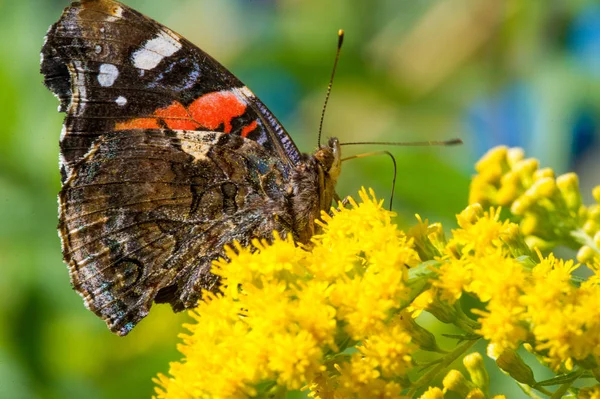 Kwiat Solidago Powszechnie Nazywany Złotymi Prętami Pochodzi Ameryki Północnej Tym — Zdjęcie stockowe