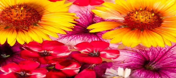 Flores Campo Pradera Arrancadas Fotografiadas Agua Colores Brillantes Pétalos Separables — Foto de Stock