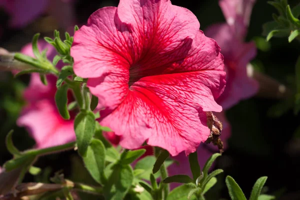 Petunia The Mayan and Incas believed that petunias have the power to chase away (with their odor) the underworld monsters and spirits. Their flower-beds were bunched together for magical drinks.