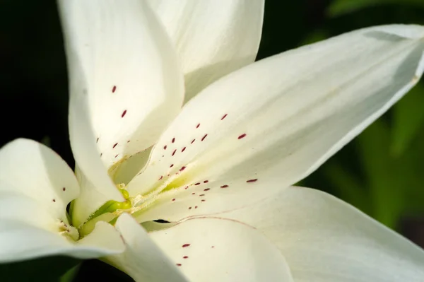 Los Miembros Lilium Los Cuales Son Verdaderos Lirios Son Género —  Fotos de Stock