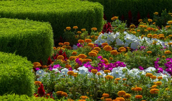 Kwiatowy Krajobraz Przynosi Zamieszki Kolorów Ulicach Miasta Łóżka Miejskie Kwiatami — Zdjęcie stockowe