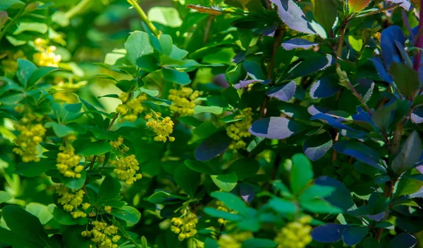 Berberis Vulgaris Berberiler Berberis Vulgaris Familyasından Bir Böğürtlen Türü Yenilebilir — Stok fotoğraf