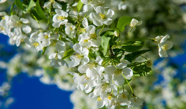 Apple Flowers, Apple blossom. in the sunshine over natural green background.  tree white blossoms in Spring.