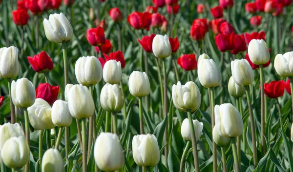 Laleler Cesurca Renklendirilmiş Fincana Benzer Çiçekleri Olan Soğanlı Bir Bahar — Stok fotoğraf