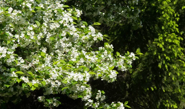 Apfelblüten Apfelblüten Der Sonne Über Naturgrünem Hintergrund Baum Weiß Blüht — Stockfoto