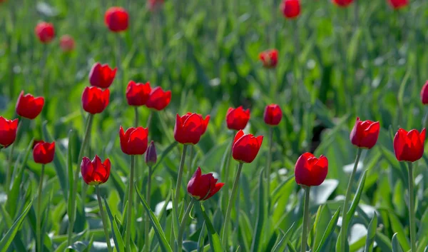 Laleler Tulipa Saklama Organı Olarak Ampullere Sahip Bahar Çiçekleri Açan — Stok fotoğraf