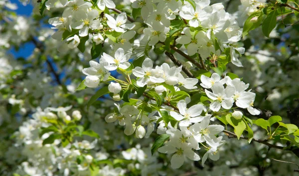 Fleurs Pomme Fleur Pomme Soleil Sur Fond Vert Naturel Les — Photo