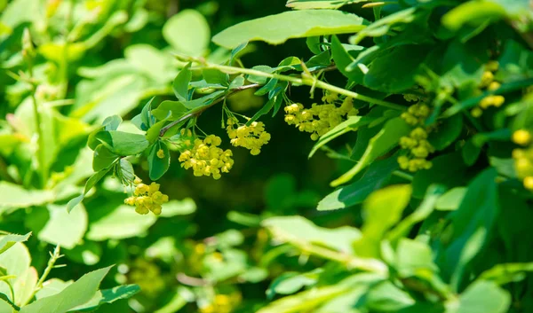 Berberis Vulgaris Berberiler Berberis Vulgaris Familyasından Bir Böğürtlen Türü Yenilebilir — Stok fotoğraf