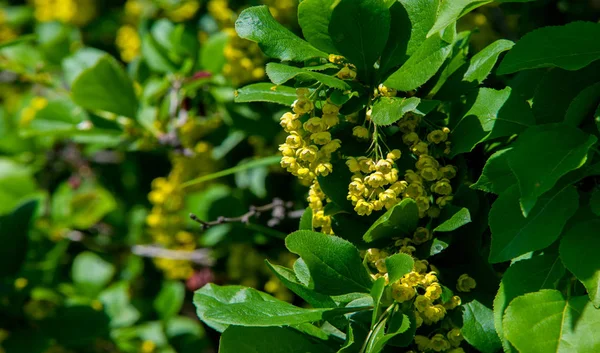 柏柏尔 Berberis Vulgaris 是柏柏尔属的一种灌木 它生产可食用的丁酸浆果 它在许多国家因其果实而被种植 — 图库照片