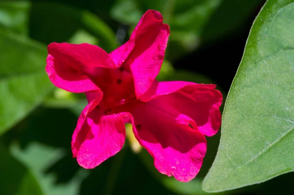 Λέξη Primula Είναι Λατινικό Θηλυκό Υποκοριστικό Του Primus Που Σημαίνει — Φωτογραφία Αρχείου