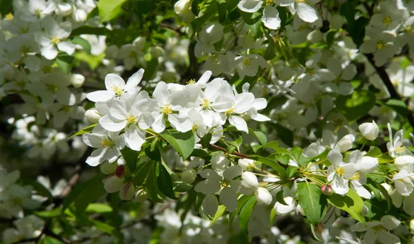 Apple Flowers, Apple blossom. in the sunshine over natural green background.  tree white blossoms in Spring.