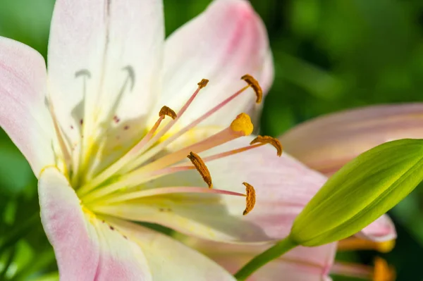 Lilium Members Which True Lilies Genus Herbaceous Flowering Plants Growing — Stock Photo, Image