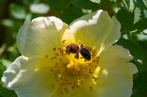 Les Hanches Roses Contiennent Bêta Carotène Caroténoïde Lutéine Zéaxanthine Lycopène — Photo