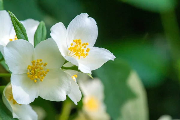 Philadelphus Named Mock Orange Reference Flowers Which Wild Species Look — Stock Photo, Image