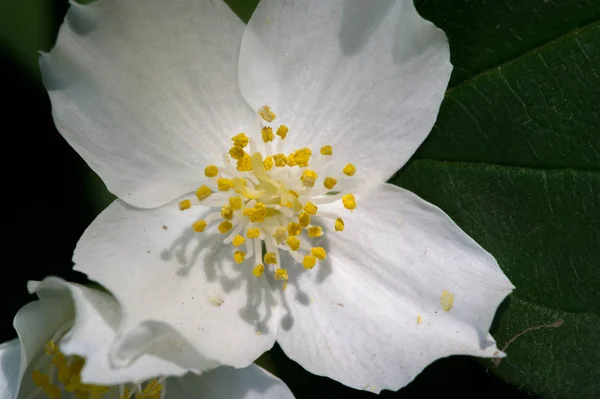 Philadelphus Jsou Pojmenovány Podle Modrooranžové Vzhledem Svým Květinám Které Divokých — Stock fotografie