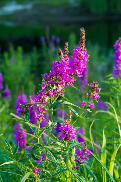 Orchis Género Orquídeas Perteneciente Familia Las Orquídeas Que Encuentra Principalmente — Foto de Stock